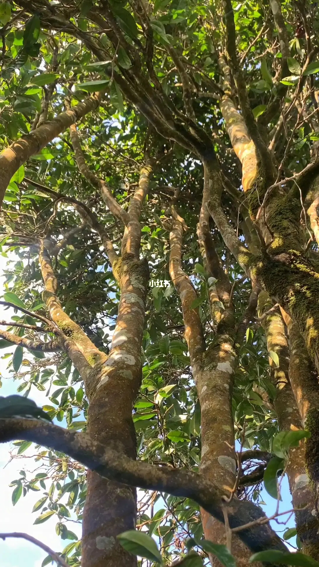 2023年勐庫(kù)河邊寨古樹(shù)春茶品質(zhì)如何？