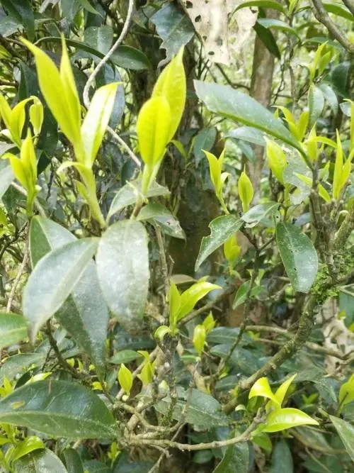 2023年勐庫(kù)河邊寨古樹(shù)春茶多少一公斤？