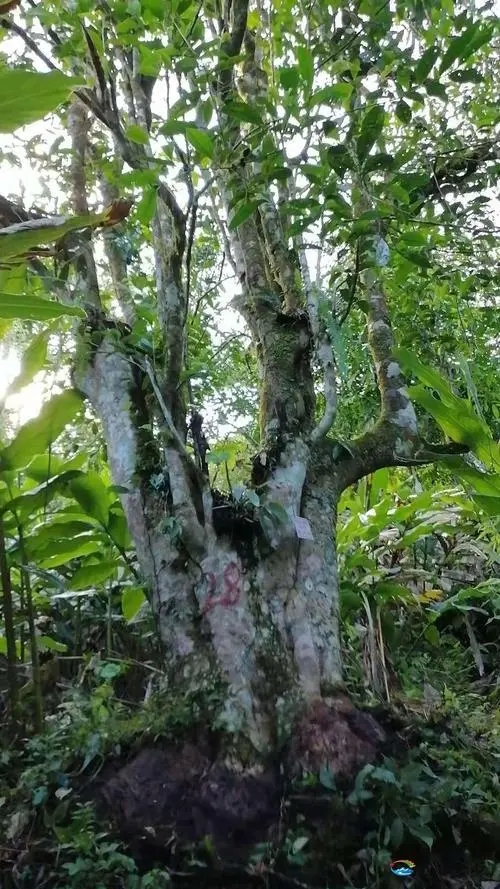 2023年麻栗坡古樹(shù)春茶品質(zhì)如何？