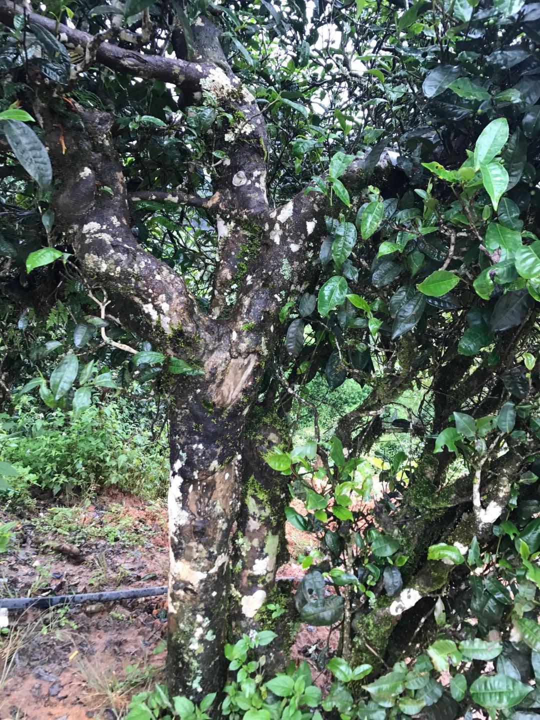 2023年麻栗坡古樹(shù)春茶價(jià)格是多少？