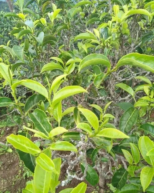 2023年鍋底塘古樹(shù)春茶口感如何？