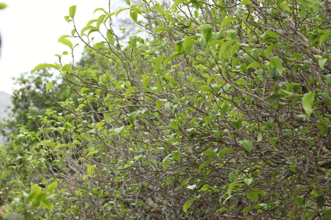 2023年鍋底塘古樹(shù)春茶價(jià)格多少？