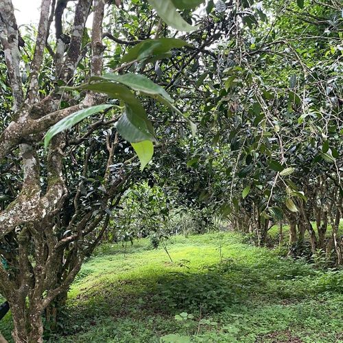 2023年永德大雪山古樹(shù)春茶特點(diǎn)是什么？