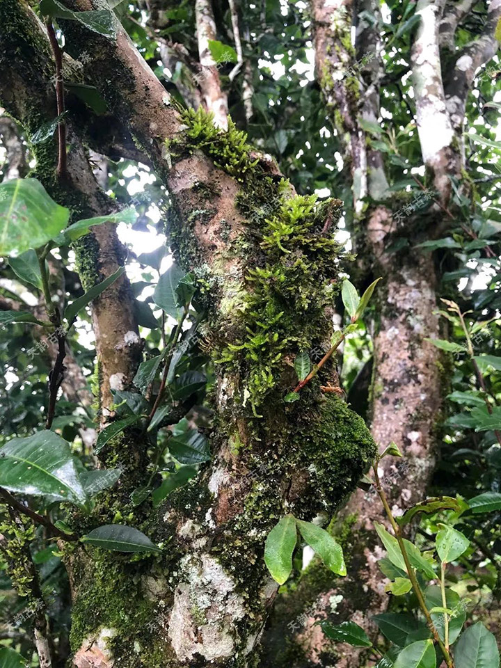2023年永德大雪山古樹(shù)春茶品質(zhì)如何？