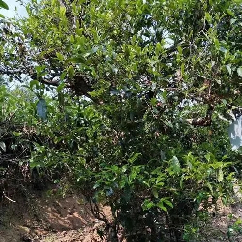 2023年永德大雪山古樹(shù)春茶口感怎么樣？