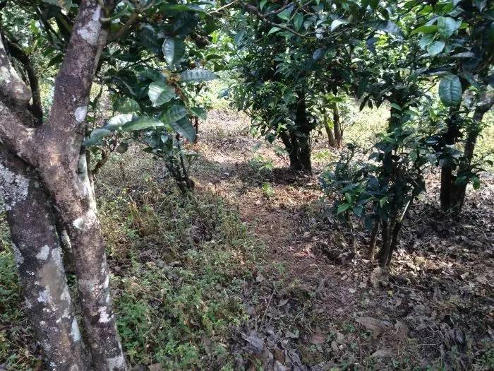 2023年永德大雪山古樹(shù)春茶價(jià)格是多少？