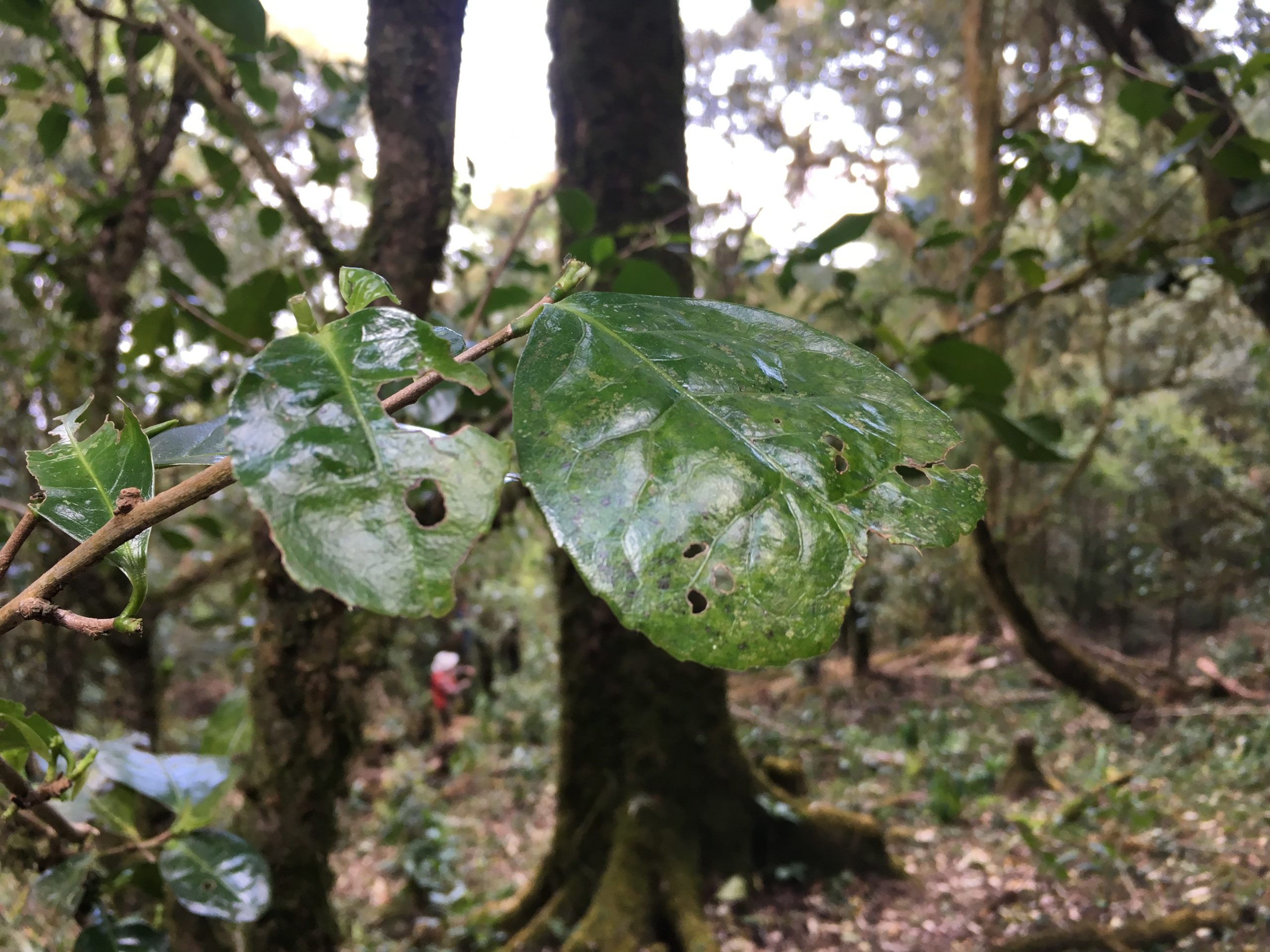2023年永德大雪山古樹(shù)春茶多少一公斤？