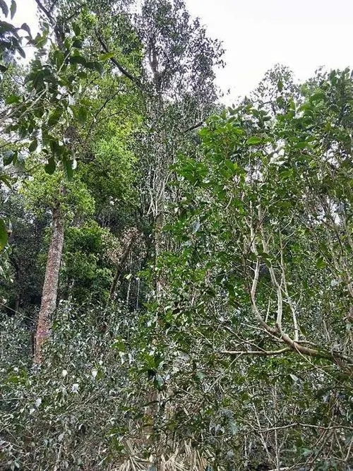 2023年多依樹(shù)古樹(shù)春茶品質(zhì)如何？