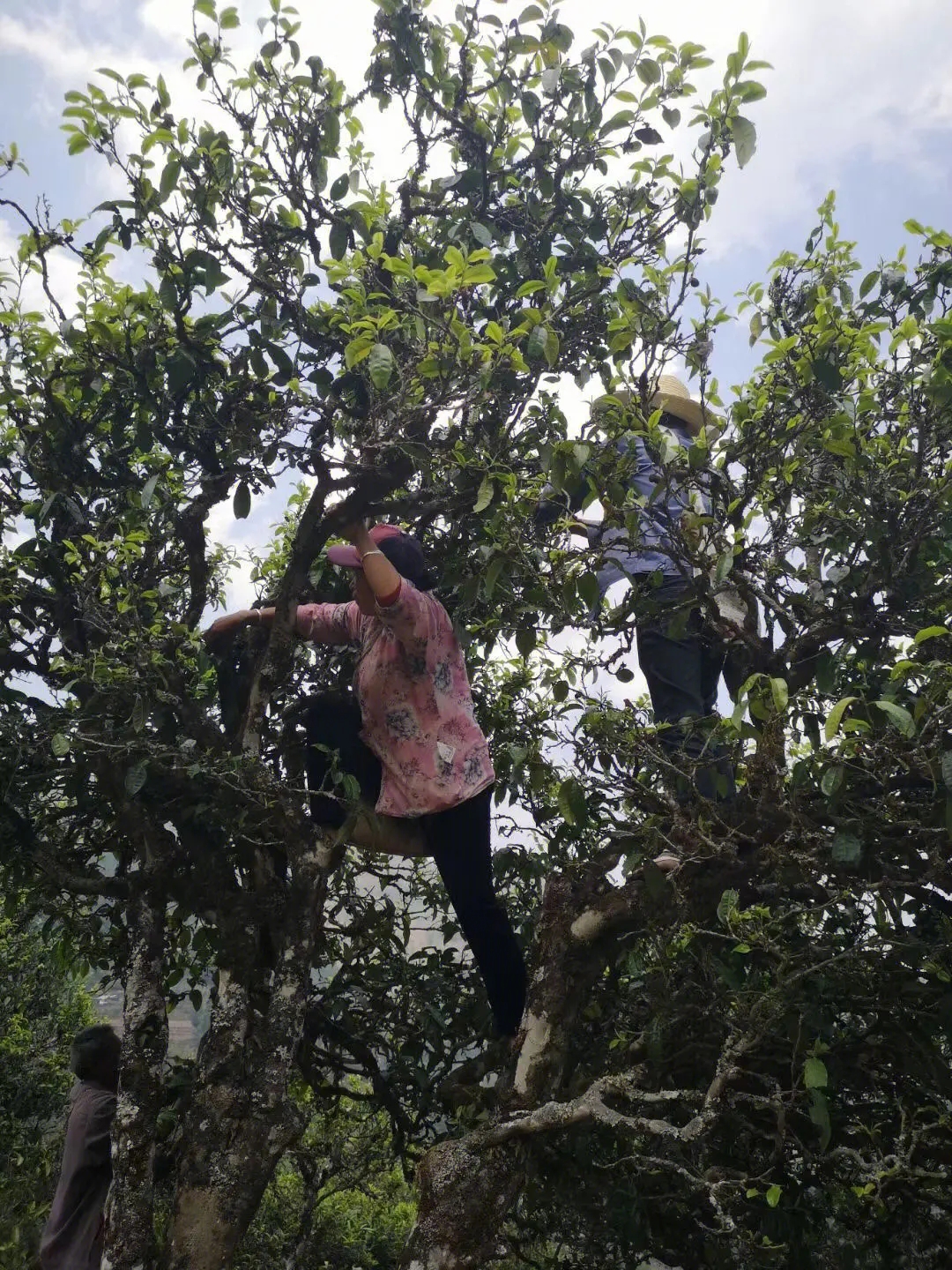 2023年寧洱擺尾箐古樹春茶特點(diǎn)是什么？