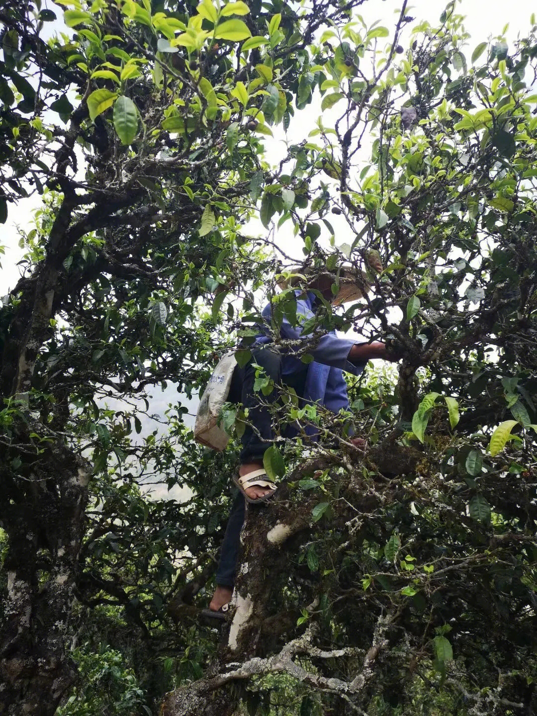 2023年寧洱擺尾箐古樹春茶品質(zhì)如何？