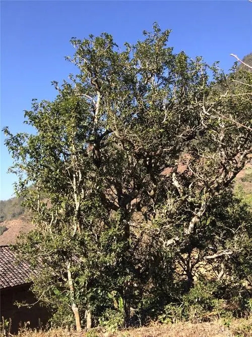 2023年寧洱擺尾箐古樹春茶價(jià)格是多少？