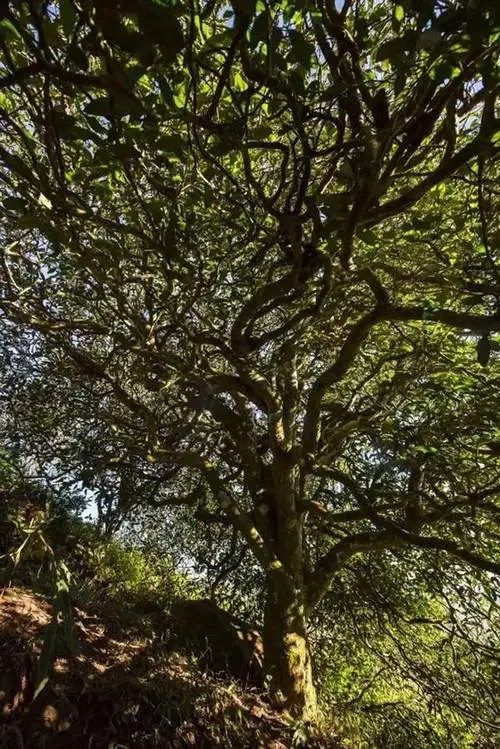 2023年鎮(zhèn)沅老烏山古樹春茶品質(zhì)如何？