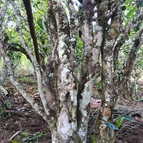 2023年鎮(zhèn)沅老烏山古樹春茶價(jià)格是多少？