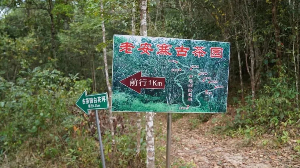 2023年普洱老安寨古樹春茶特點(diǎn)是什么？