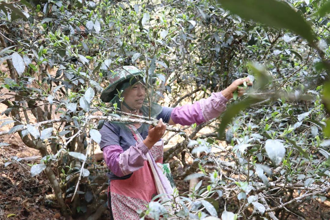 2023年普洱老安寨古樹春茶口感怎么樣？