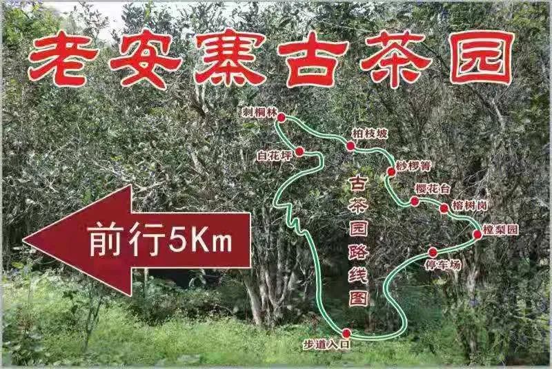 2023年普洱老安寨古樹春茶品質(zhì)如何？