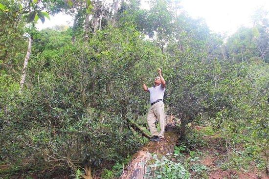 2023年普洱老安寨古樹春茶價(jià)格是多少？