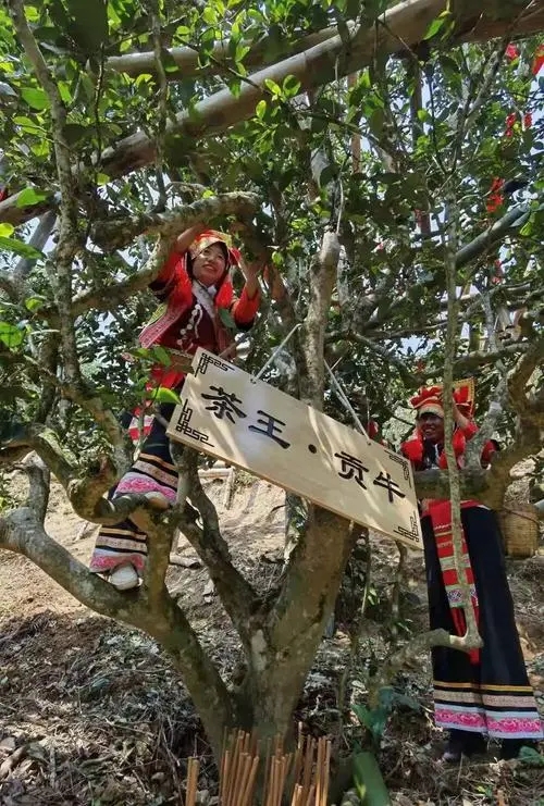 2023年普洱老安寨古樹春茶多少一公斤？