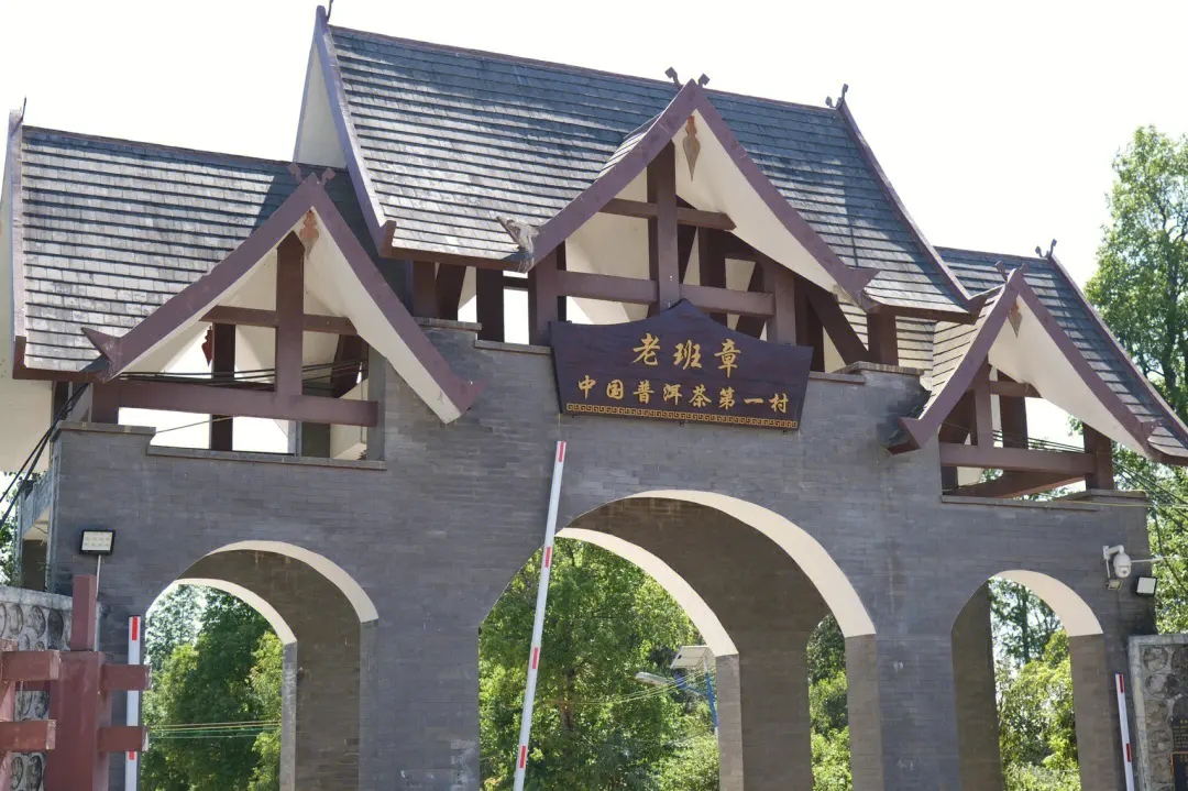 2024年老班章古樹春茶價(jià)格是多少？