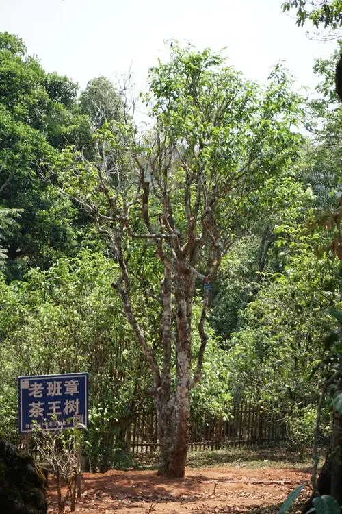 2024年老班章古樹春茶特點是什么？