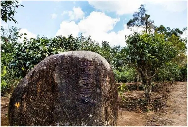 2024年老班章古樹春茶多少一公斤？