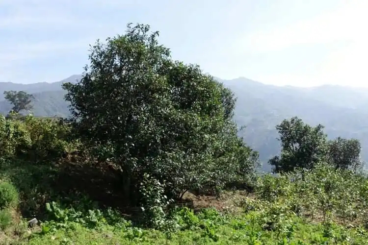 2024年冰島老寨古樹春茶特點是什么？