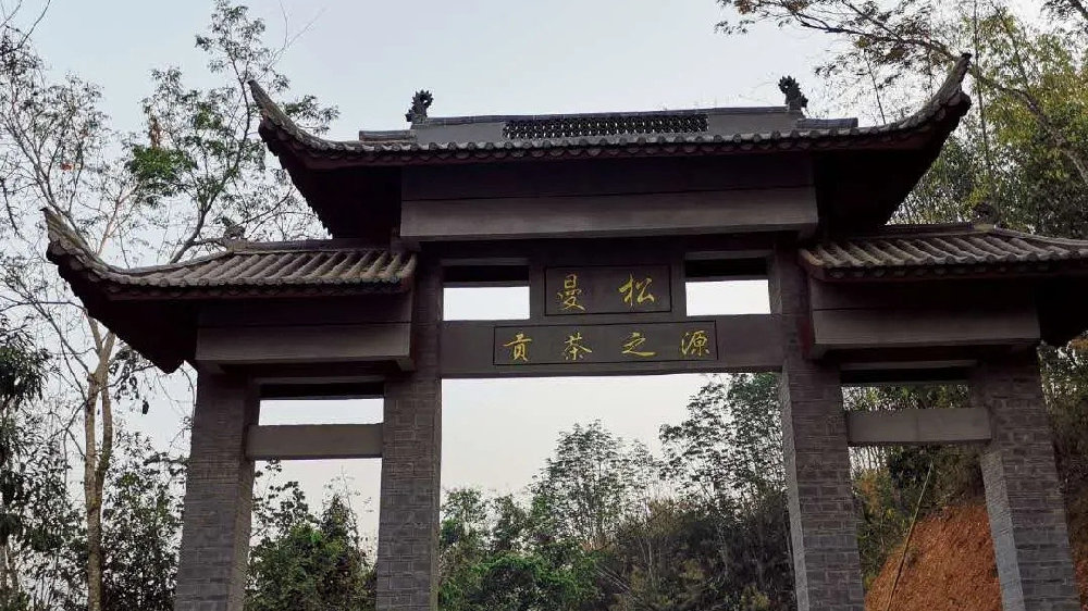 2024年曼松古樹春茶品質(zhì)如何？