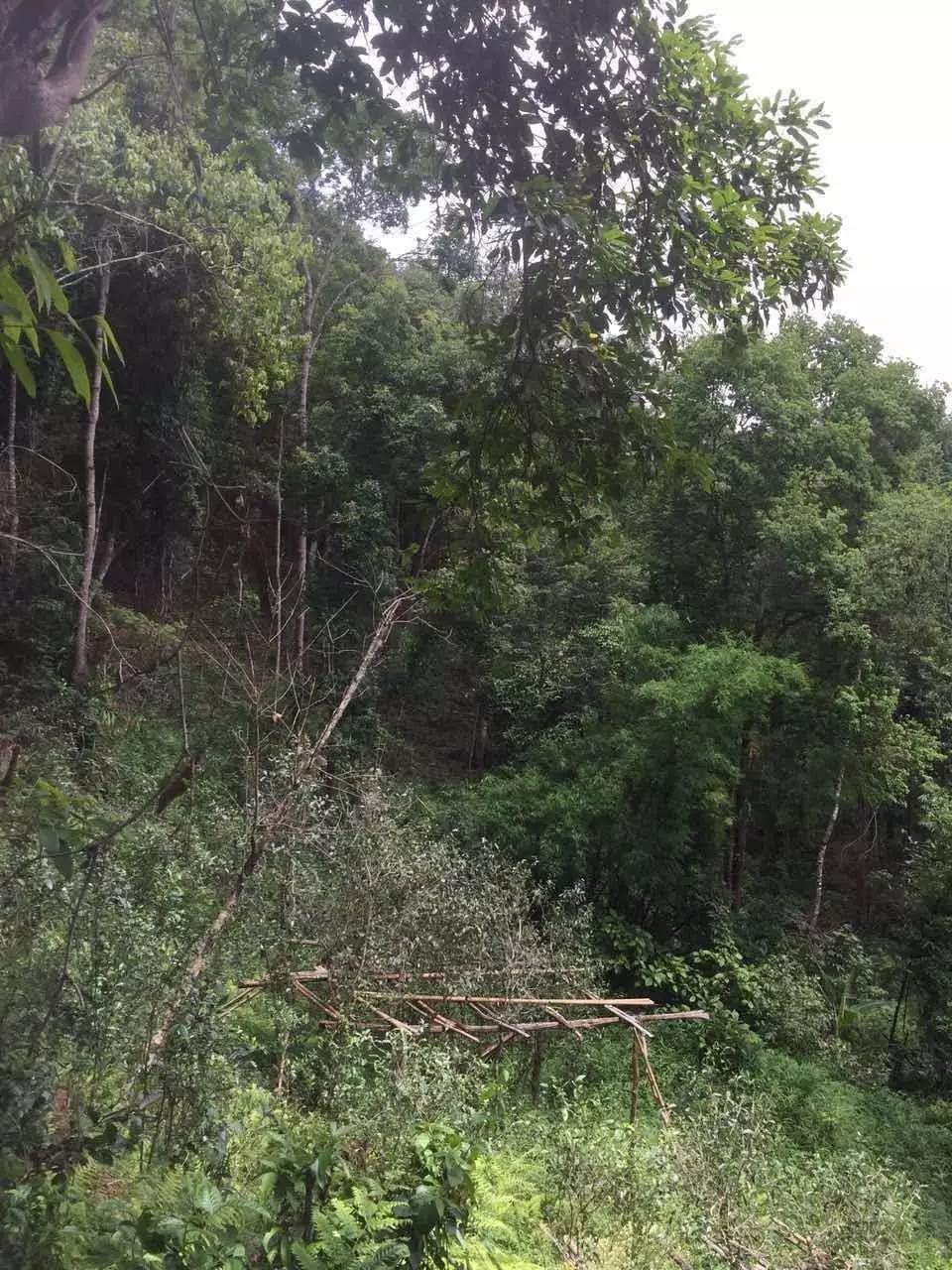 2024年曼松古樹春茶特點是什么？