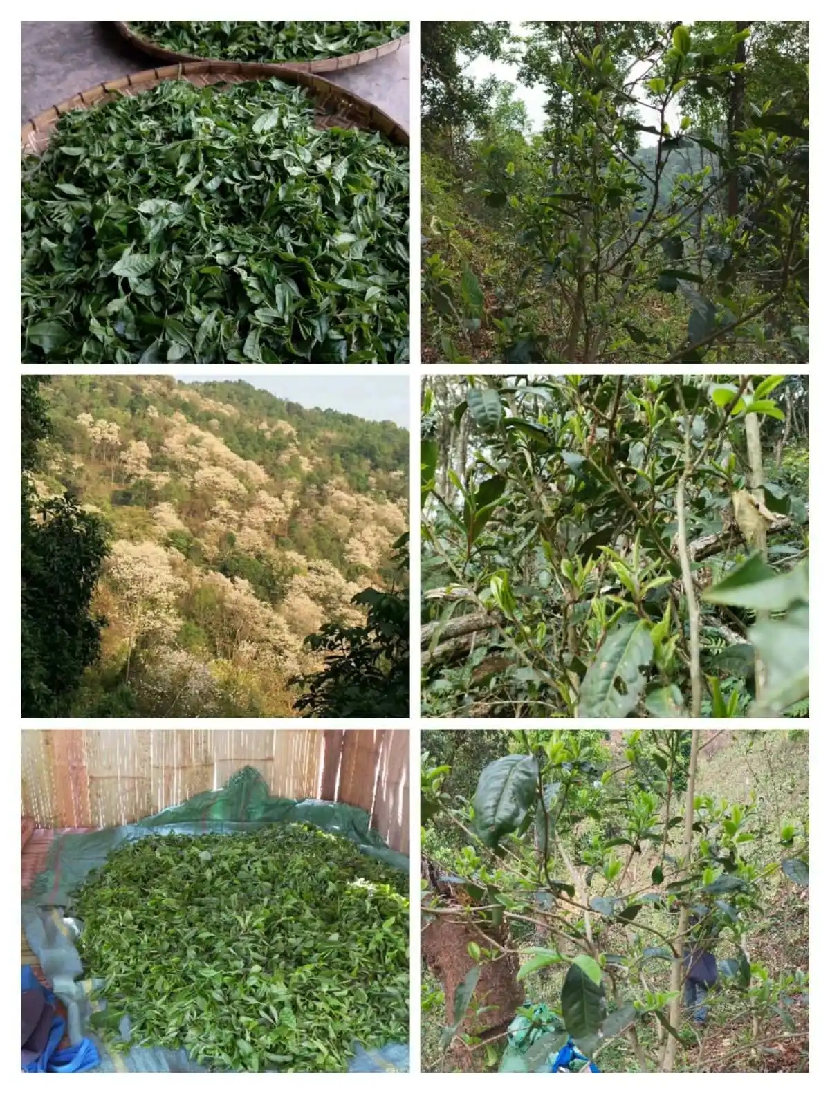 2024年曼松古樹春茶價格是多少？