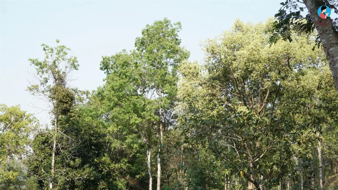 2024年曼松古樹春茶多少錢一公斤？