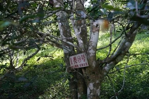 2024年薄荷塘古樹春茶特點(diǎn)是什么？