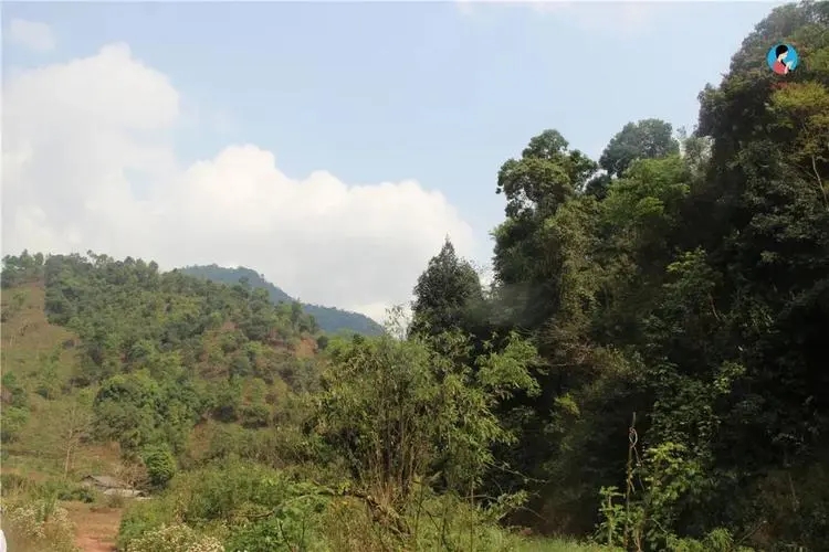 2024年薄荷塘古樹春茶品質(zhì)怎么樣？