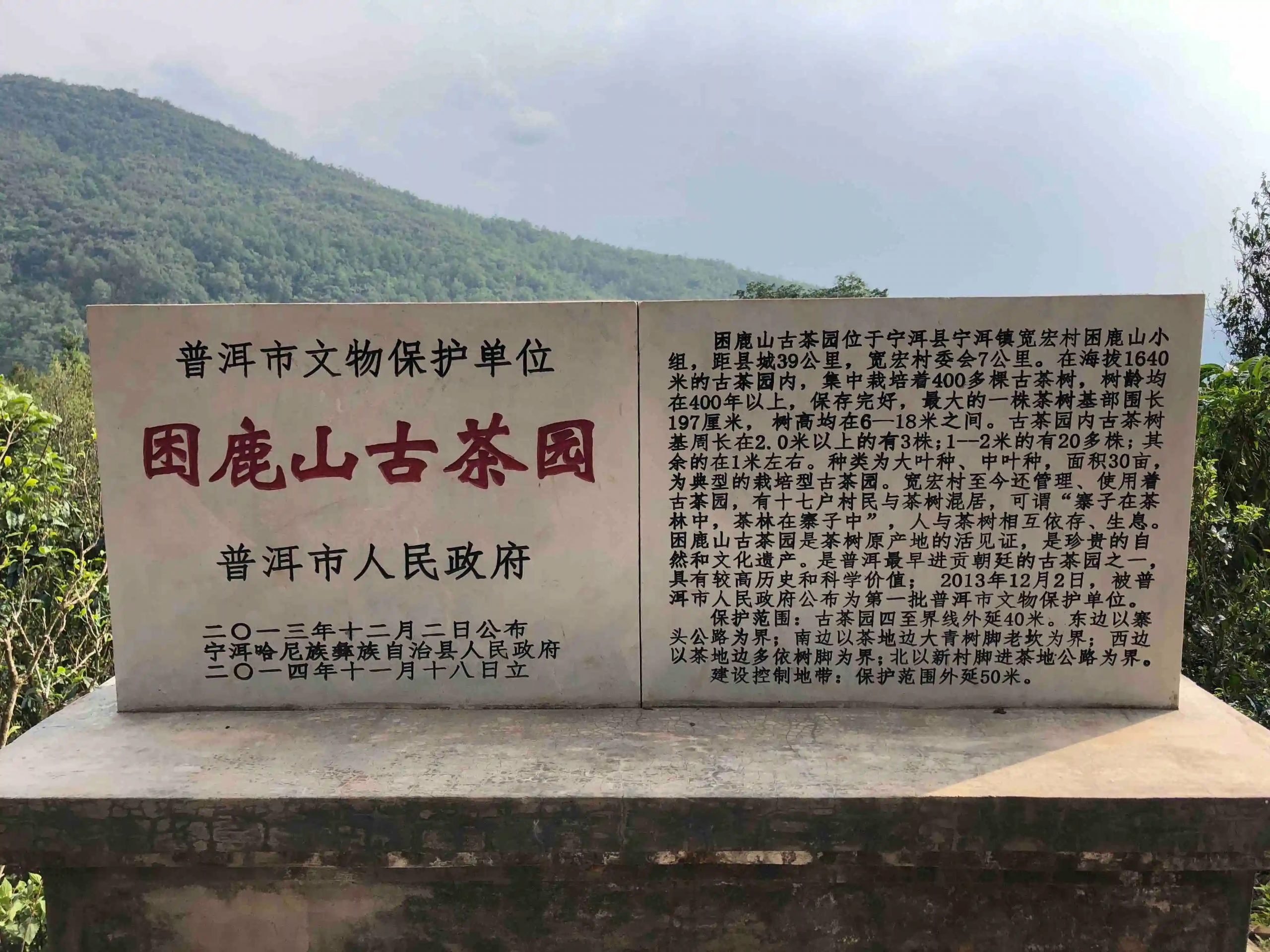 2024年困鹿山古樹春茶品質(zhì)怎么樣？