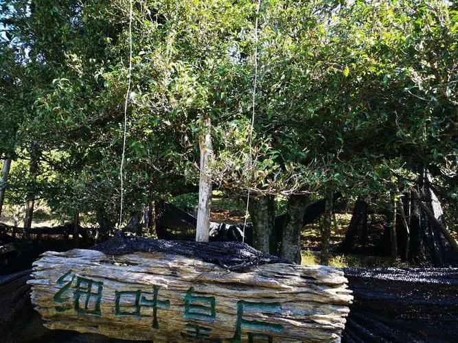 2024年困鹿山古樹春茶口感如何？