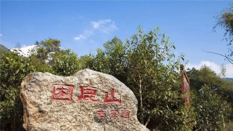 2024年困鹿山古樹春茶特點是什么？