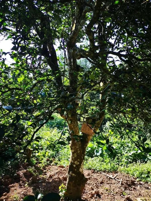 2024年困鹿山古樹春茶多少錢一公斤？