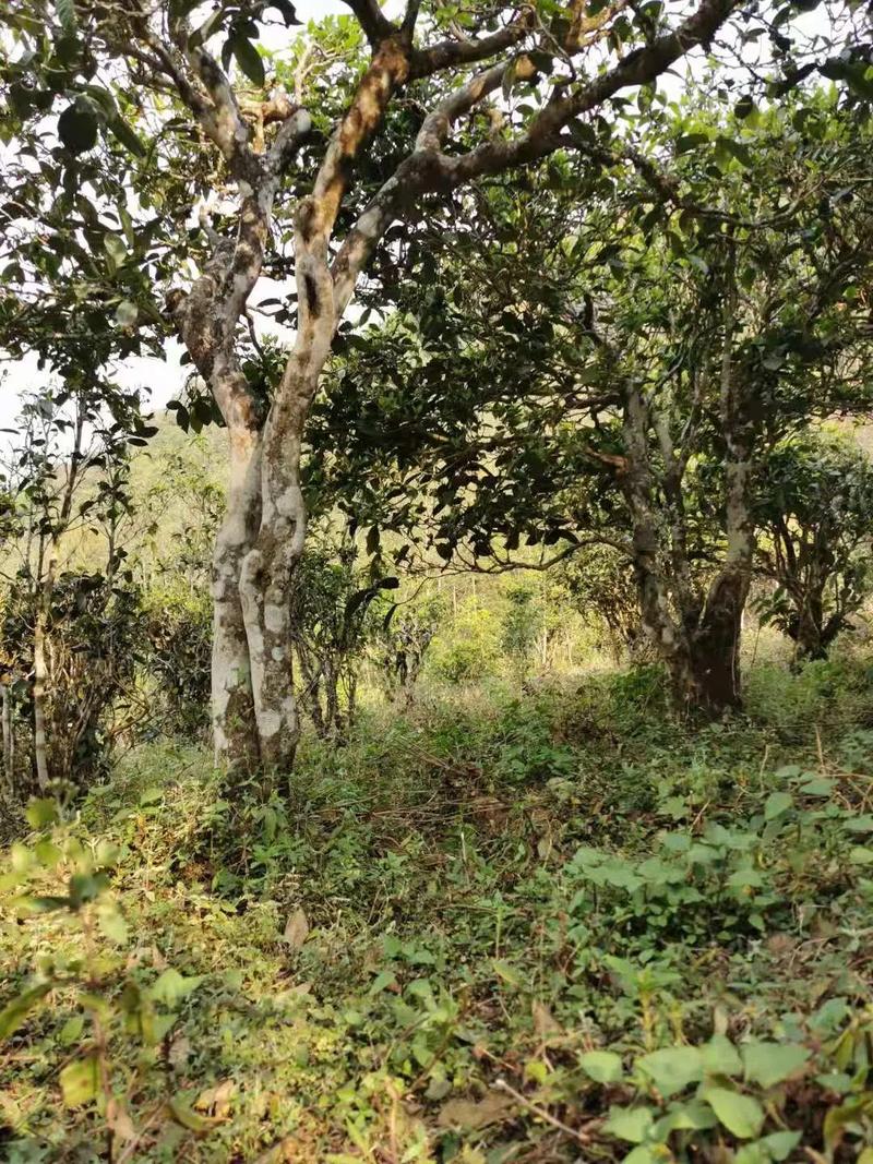 2024年迷帝古樹春茶品質(zhì)怎么樣？