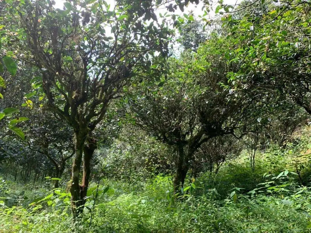 2024年墨江鳳凰窩古樹春茶品質(zhì)怎么樣？