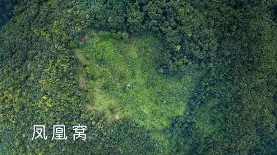 2024年墨江鳳凰窩古樹春茶價(jià)格是多少？