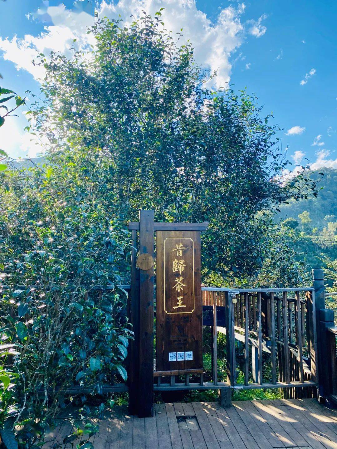 2024年昔歸古樹春茶品質(zhì)如何？