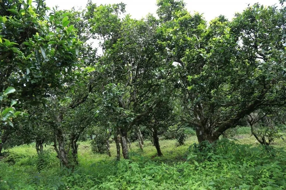 2024年昔歸古樹春茶價(jià)格是多少？