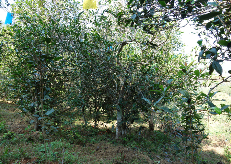 2024年昔歸古樹春茶多少錢一公斤？