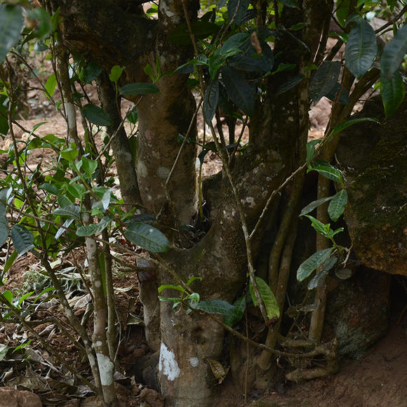 2024年磨烈古樹春茶口感怎么樣？