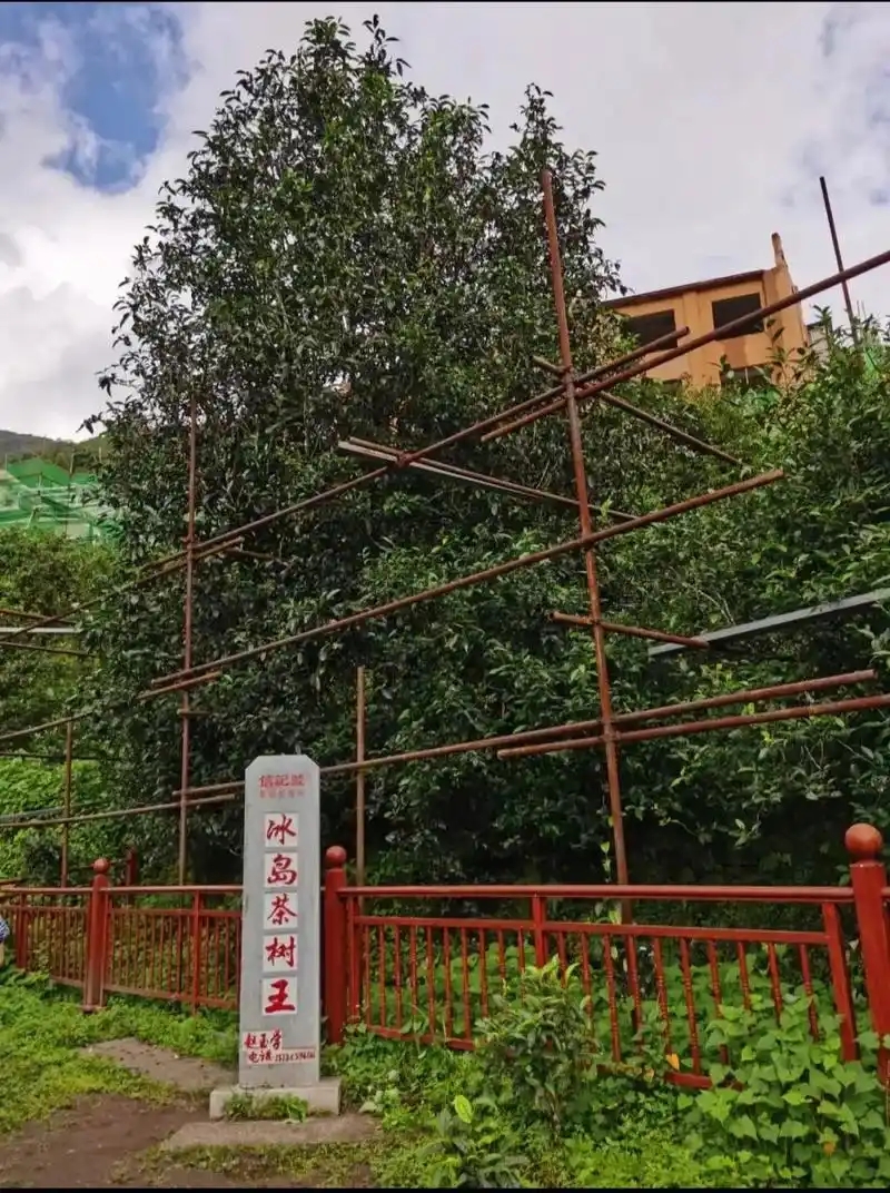 冰島老寨詳細(xì)介紹口感！