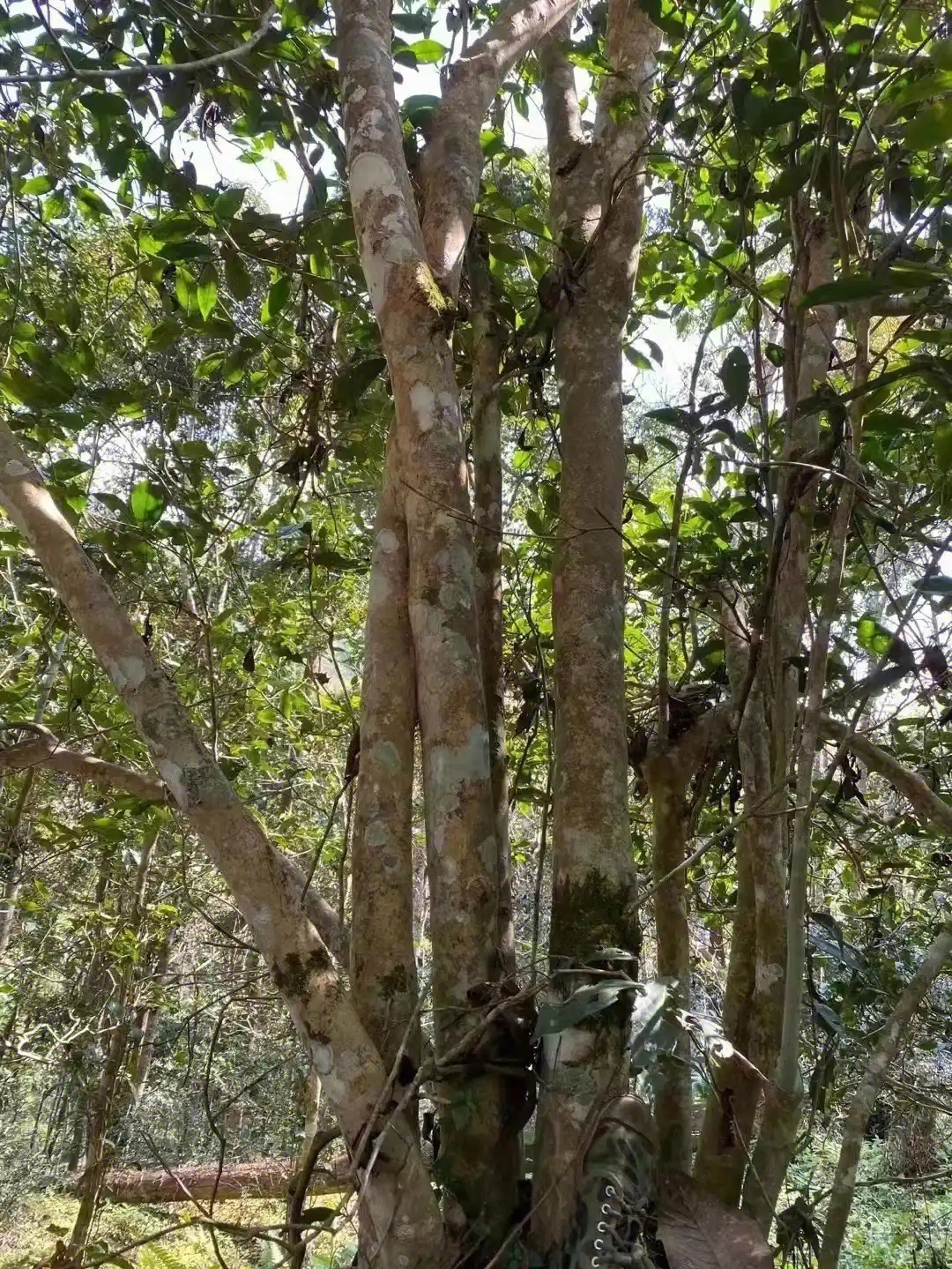 【薄荷塘】普洱茶為什么叫高桿茶？