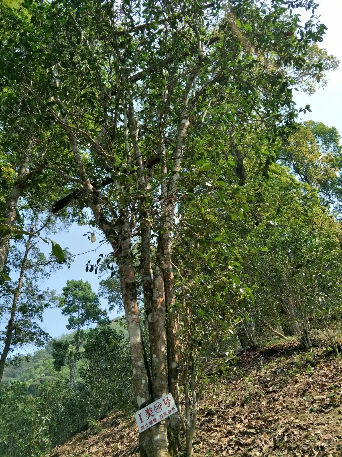 野境王者、普洱巔峰！薄荷塘成為普洱無冕之王的十大原因