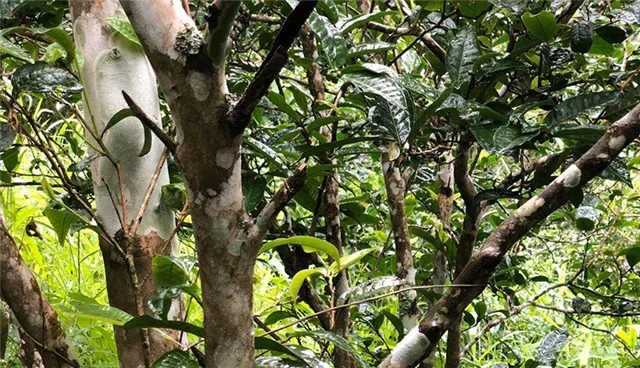 2025年易武古樹春茶品質(zhì)怎么樣？