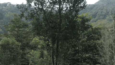 2025年易武古樹春茶價格是多少？