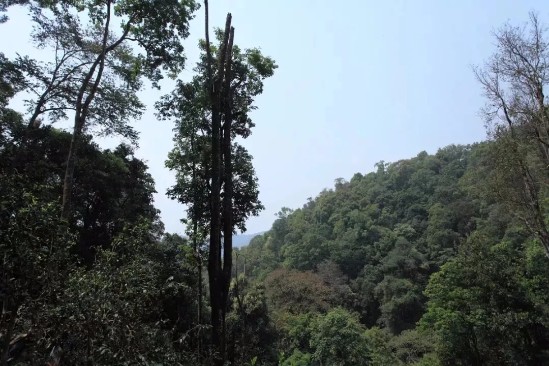 2025年易武古樹(shù)春茶多少錢(qián)一公斤？