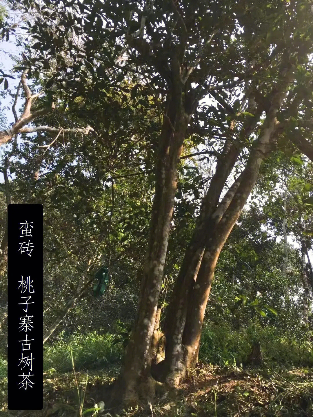 2025年蠻磚古樹春茶口感怎么樣？